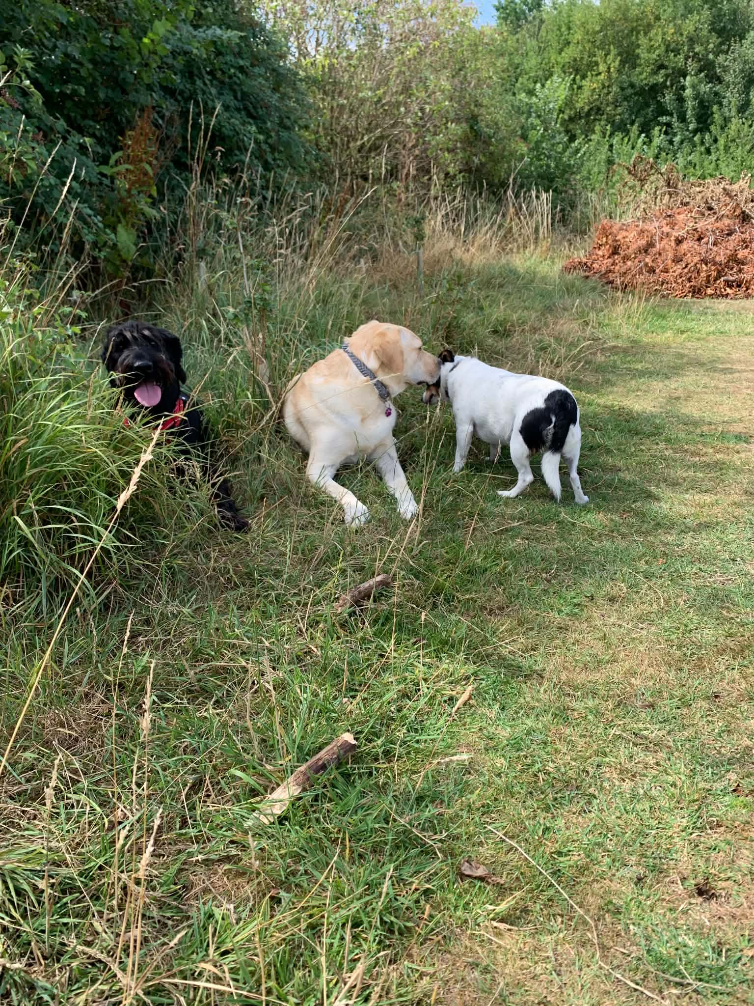 Three dogs enjoying a walk in a grassy field