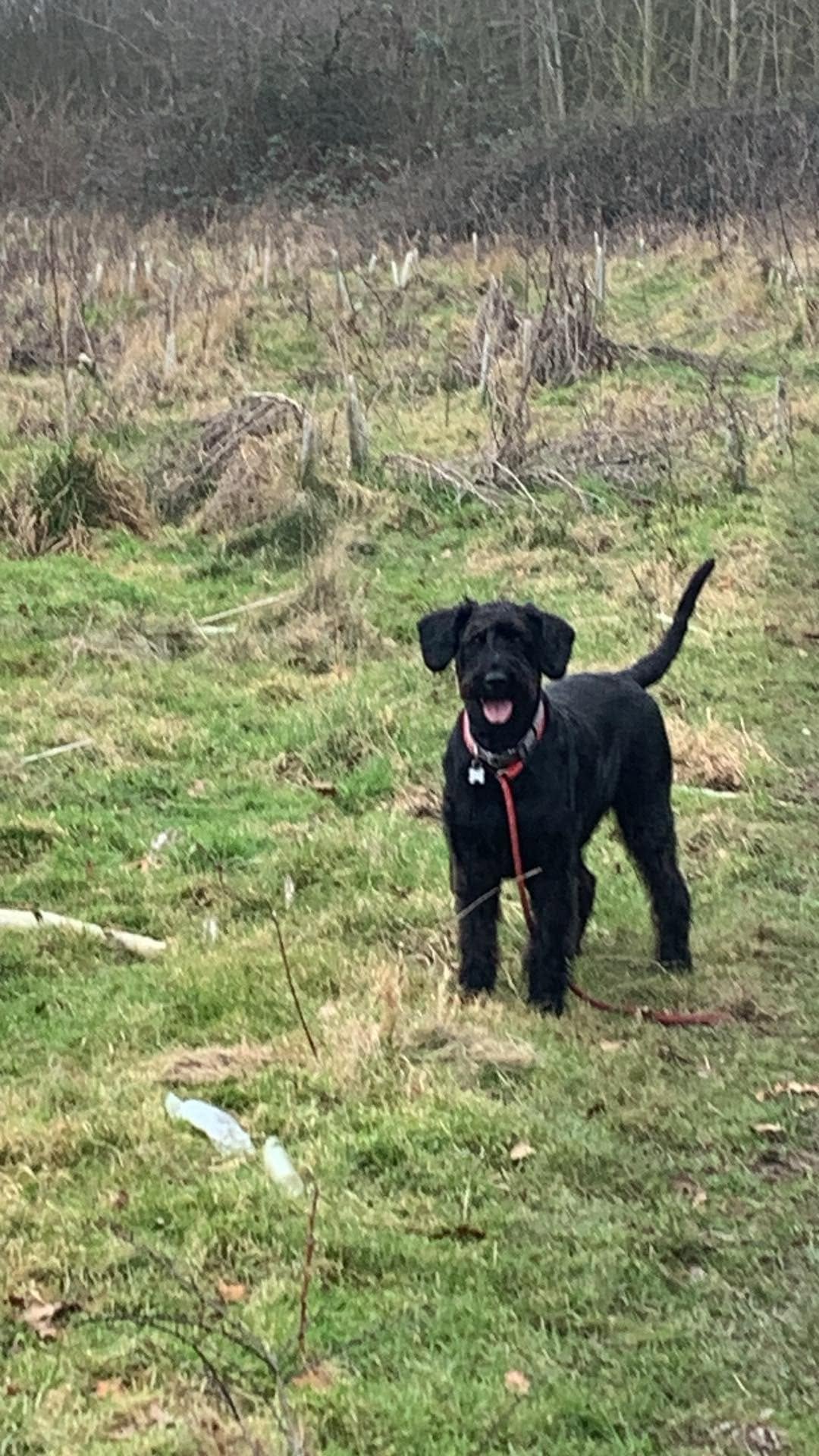 Black dog standing on a grassy path