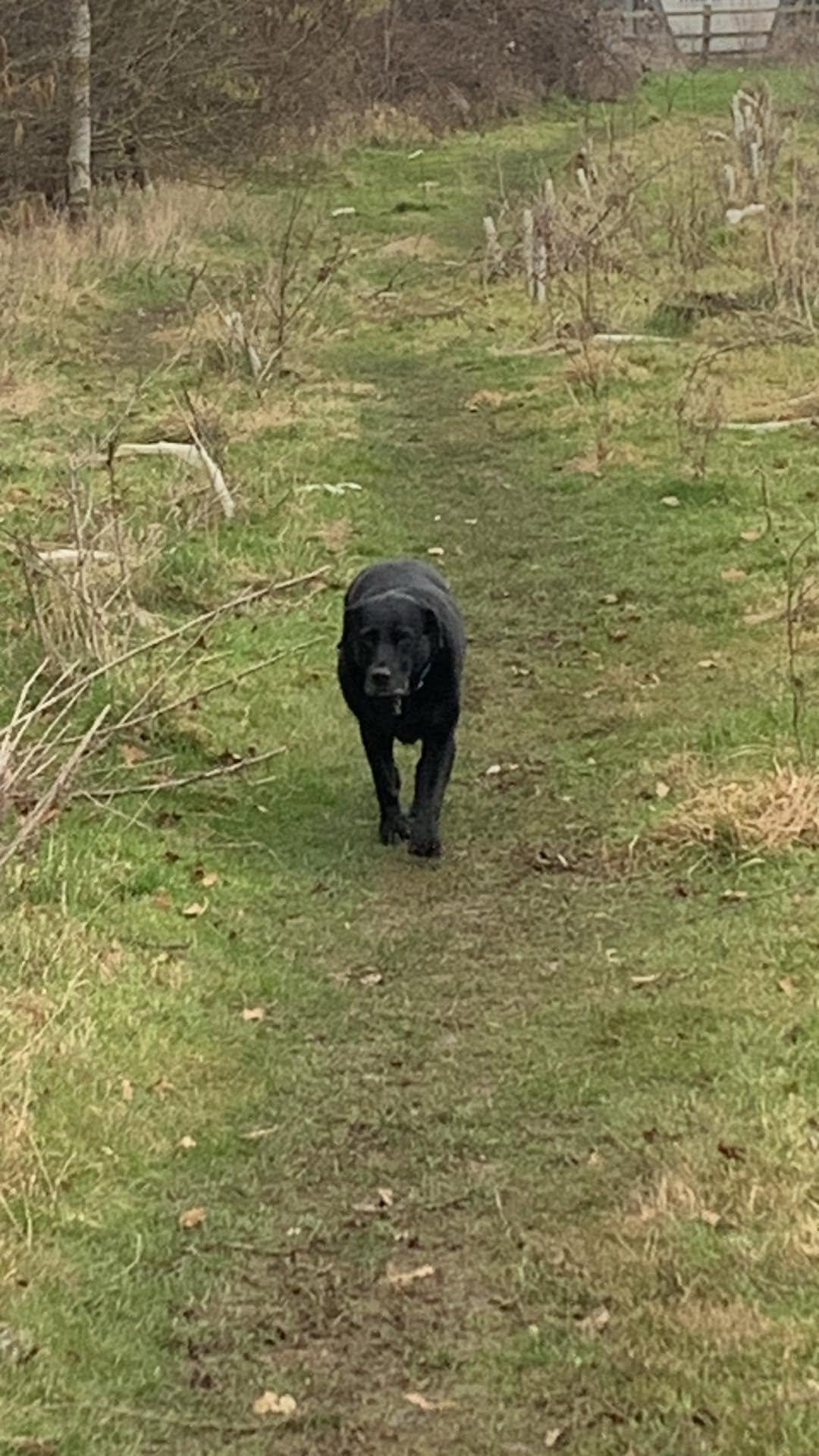 Black Labrador walking along a grassy path