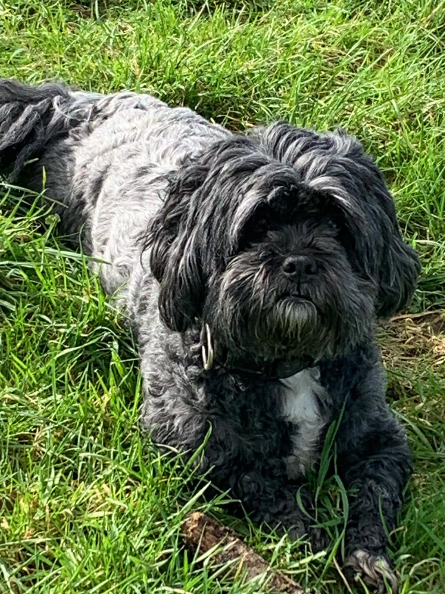 Shaggy grey dog relaxing on the grass