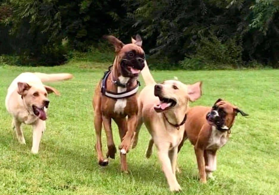 Four dogs enjoying a walk together on grass