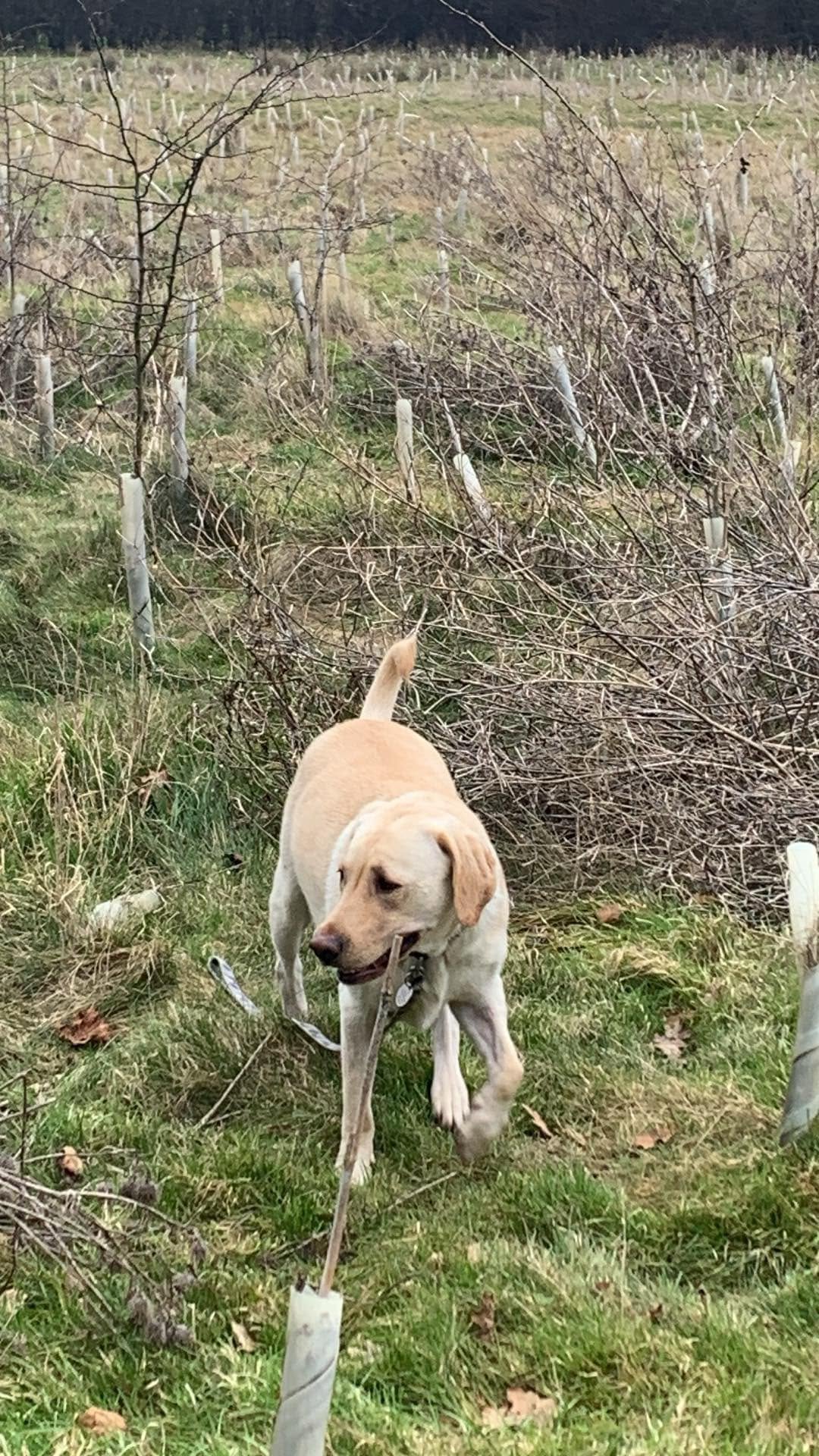 Light-coloured Labrador exploring outdoors