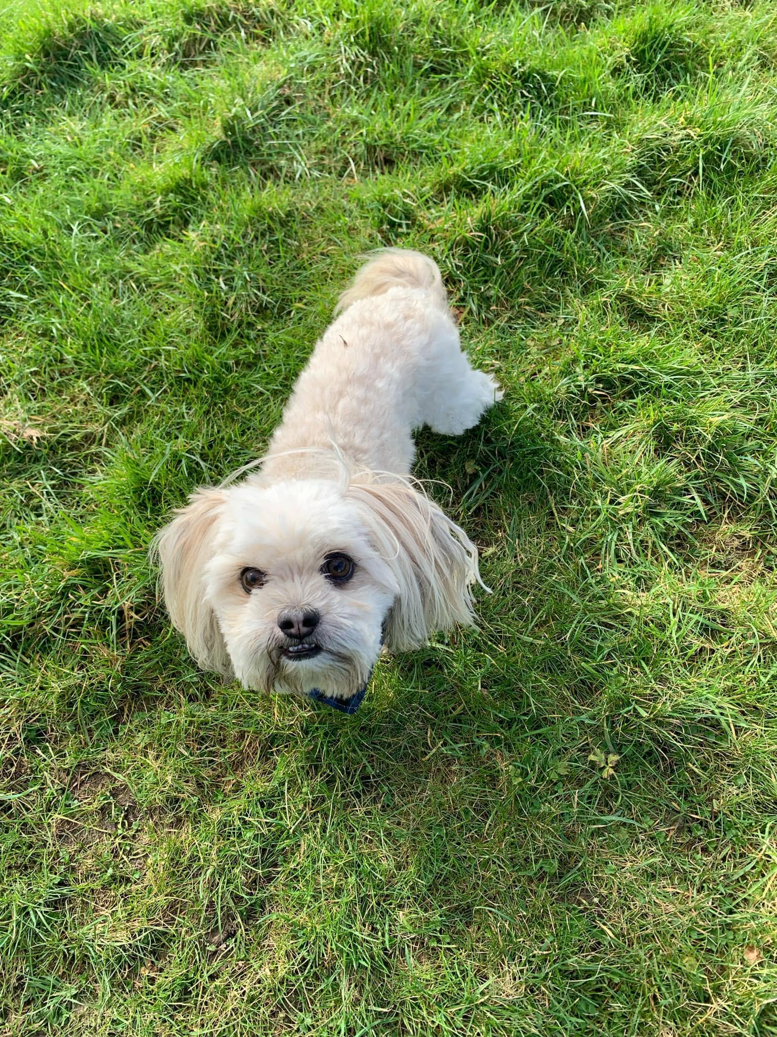 Small cream-coloured dog looking up from the grass